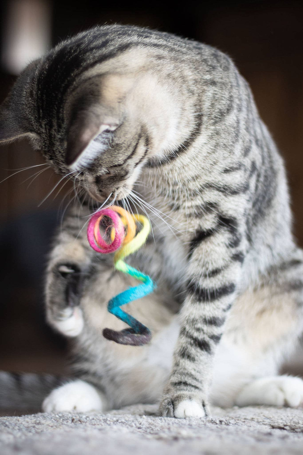 Spring Cat Toy