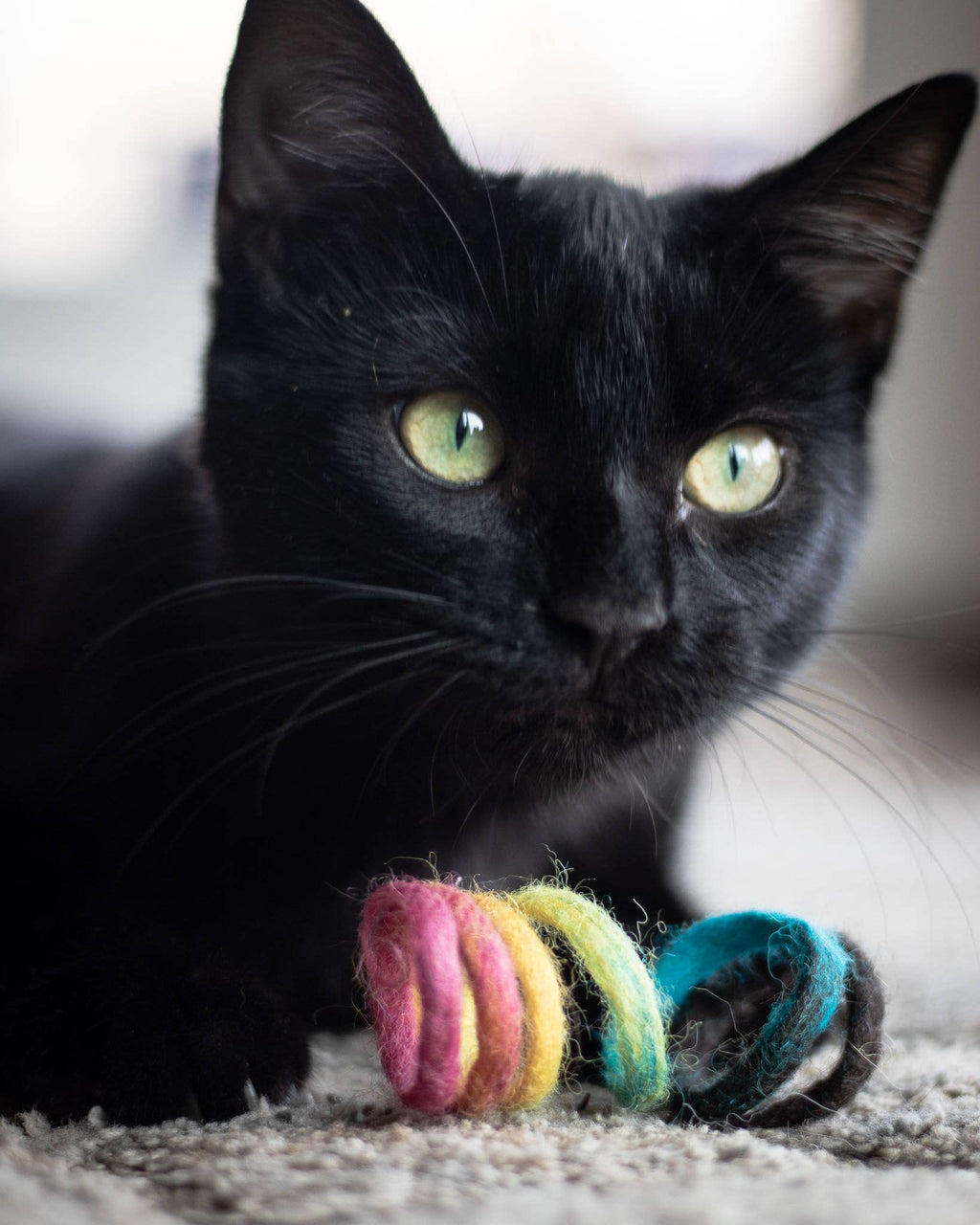 Spring Cat Toy
