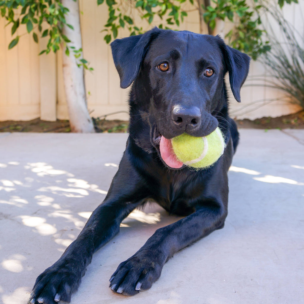 Tennis Ball Pet Toy