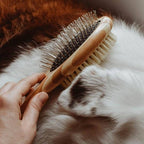 Dog Brush