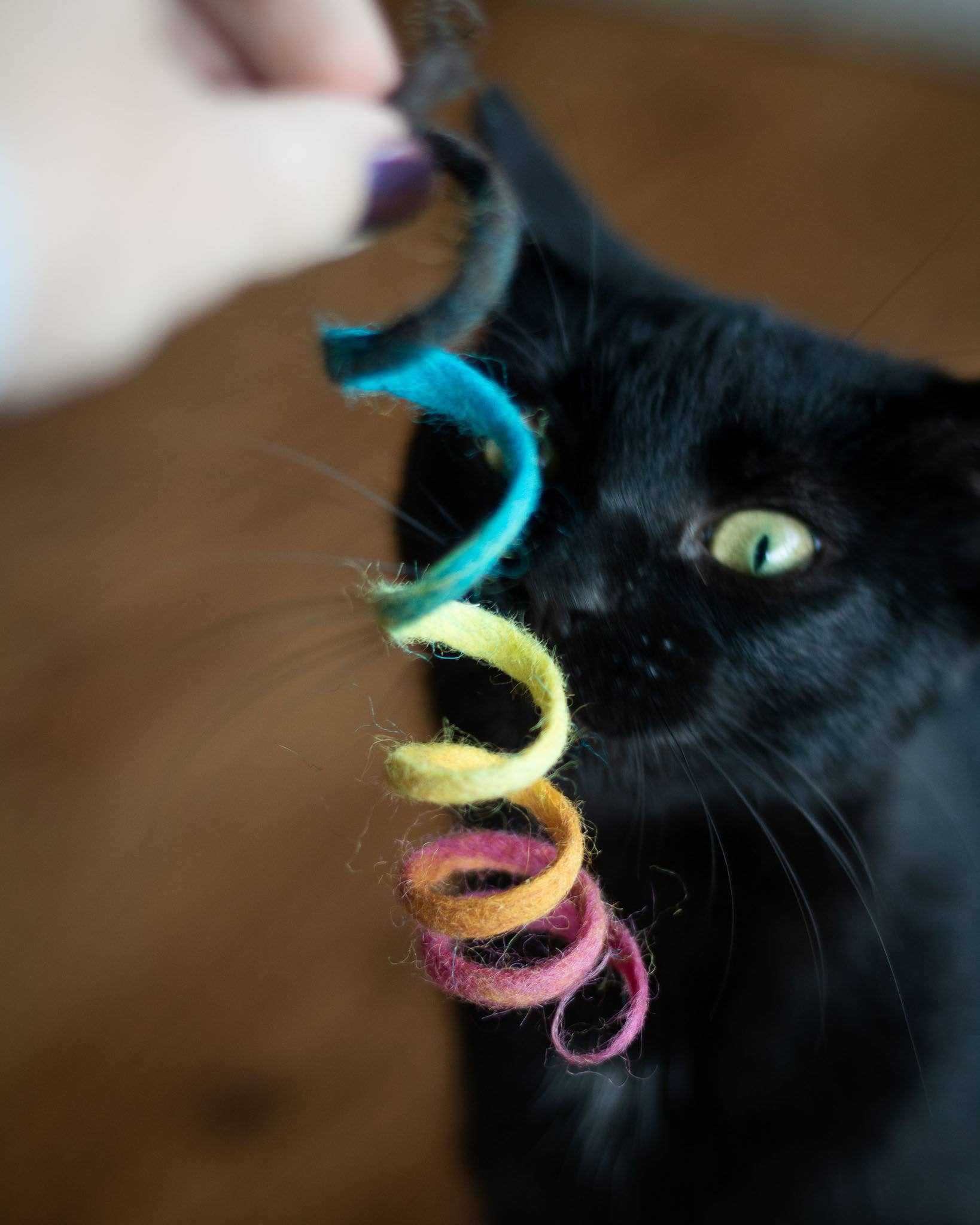 Spring Cat Toy