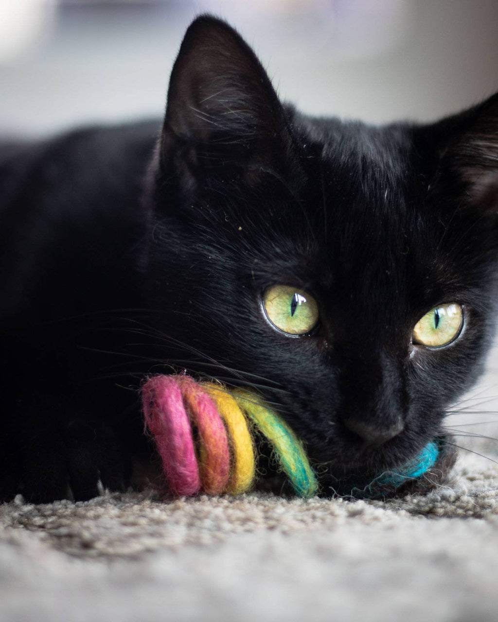 Spring Cat Toy
