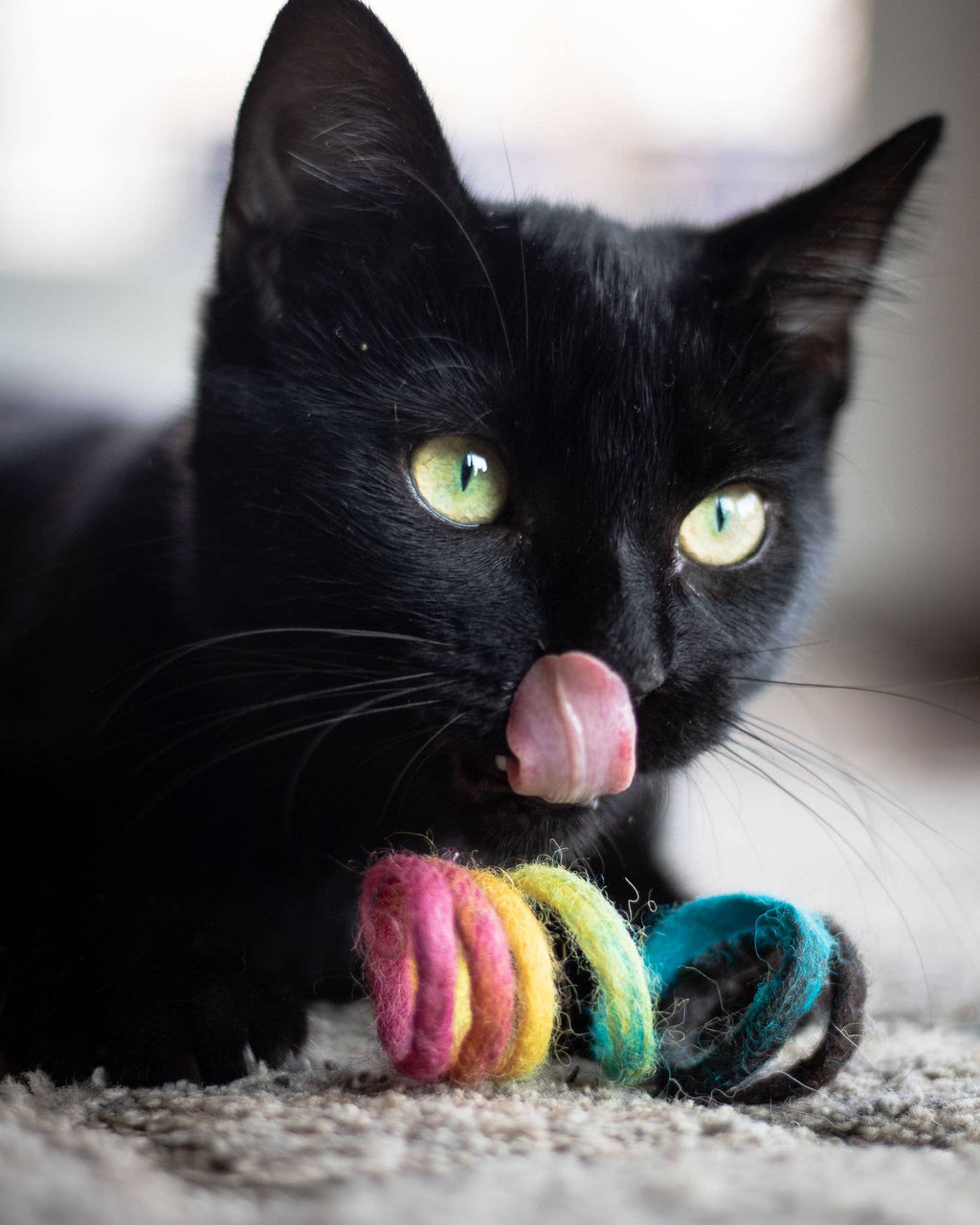 Spring Cat Toy